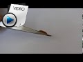 7.85 Carat Hessonite (Gomed) Stone Video